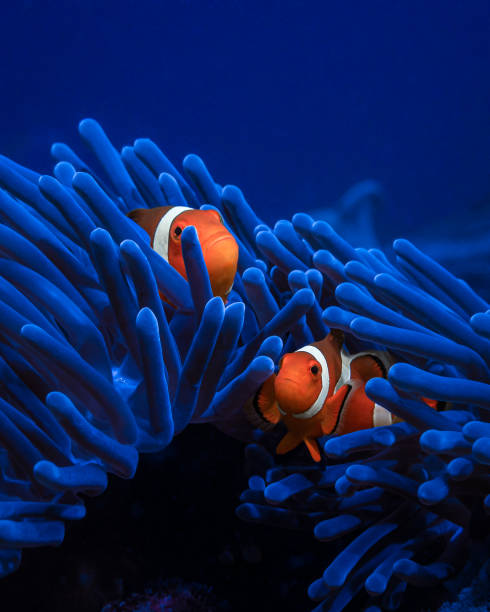 Comment Débuter un Aquarium Récifal