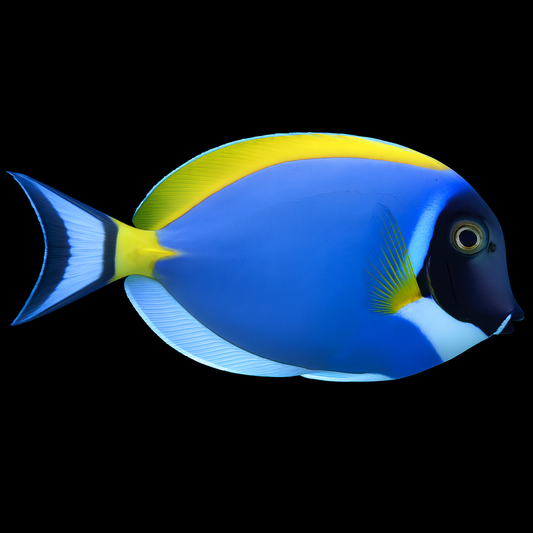 Acanthurus leucosternon 10 cm