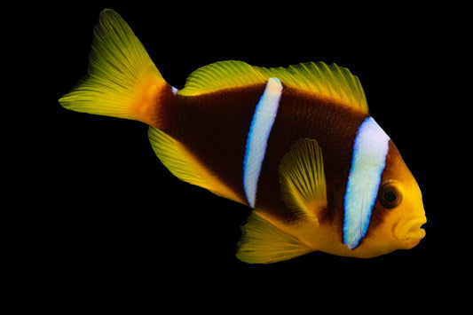 Amphiprion chrysogaster