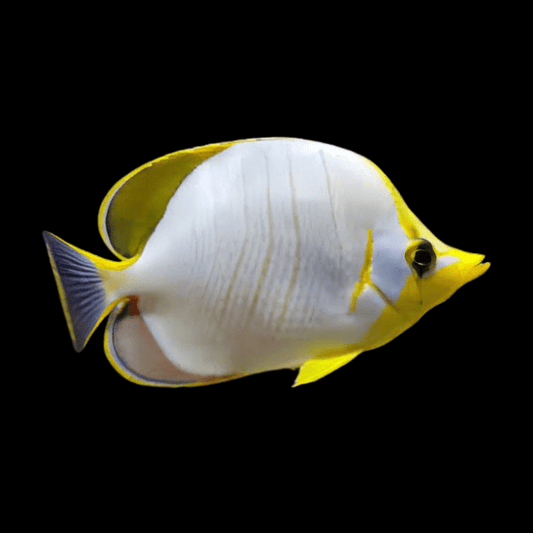 Chaetodon xanthocephalus 6 cm