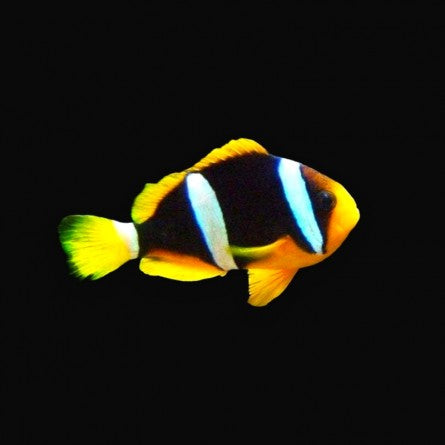 AMPHIPRION CLARKII - YELLOWTAIL CLOWNFISH