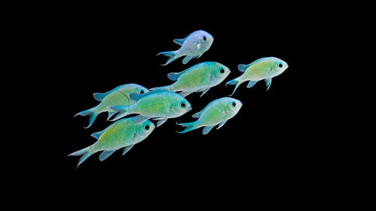 Chromis viridis