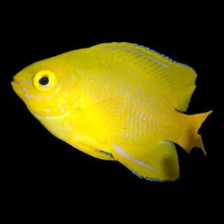 Pomacentrus sulfureus
    Yellow Damsel