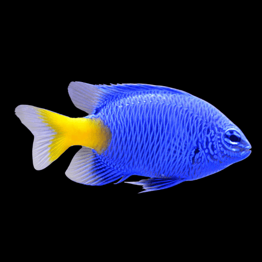 Pomacentrus coeles 
   Blue Damsel
