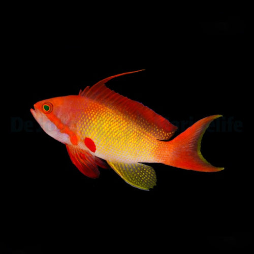 Pseudanthias squamipinnis  male 