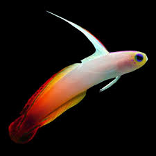 Nemateleotris magnifica firefish