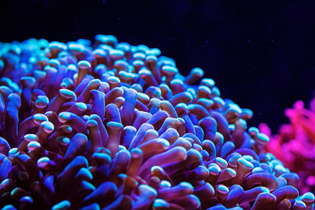 5 Erreurs à Éviter en Aquariophilie Récifale