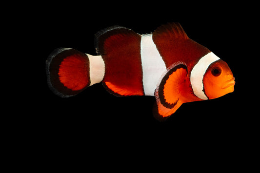 amphiprion ocellaris 