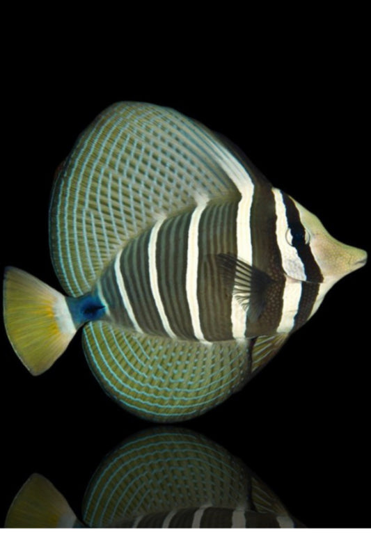 Zebrasoma veliferum