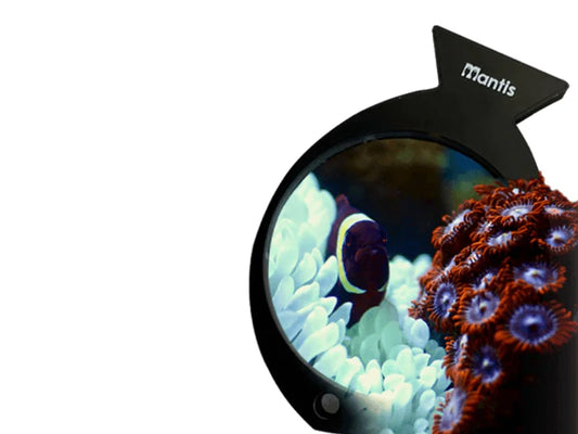 Loupe d’aquarium Mantis
