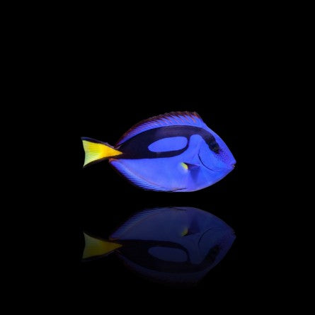 paracanthurus hepatus M