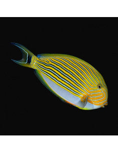 Acanthurus- lineatus 10 cm