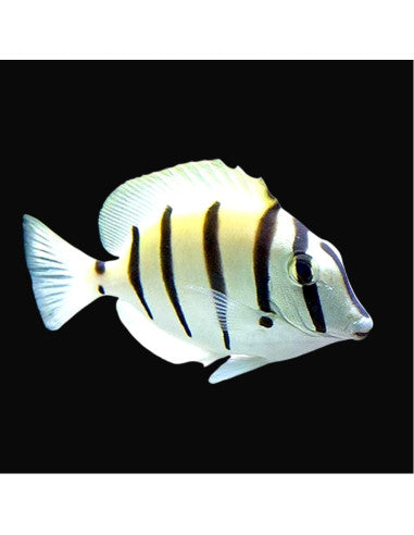 Acanthurus triostegus 13 cm