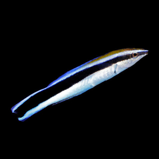 Labroides dimidiatus
  Bluestreak cleaner wrasse