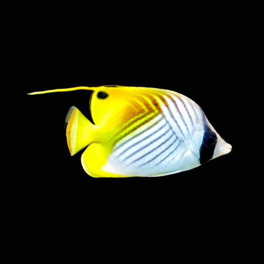 Chaetodon auriga
