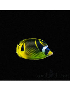 Chaetodon trifasciatus
8 cm