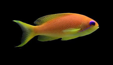 Pseudanthias squamipinnis femelles