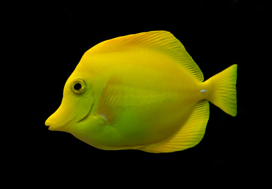 zebrasoma flavescent