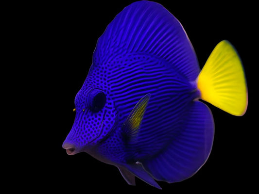 zebrasoma xanthurum